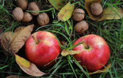 V zahrade bio jablka cerstve jablko ovoce