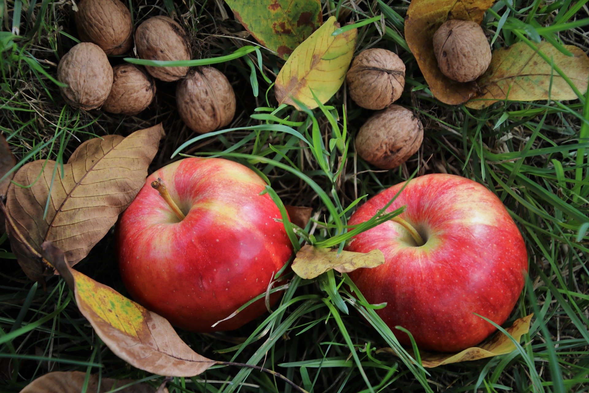 V zahrade bio jablka cerstve jablko ovoce
