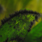 Rostliny v akváriu a jejich potřeby