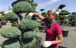 Tvarovane okrasne stromy SKLADEM