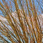 Je lepší větvě drtit nebo štěpkovat?